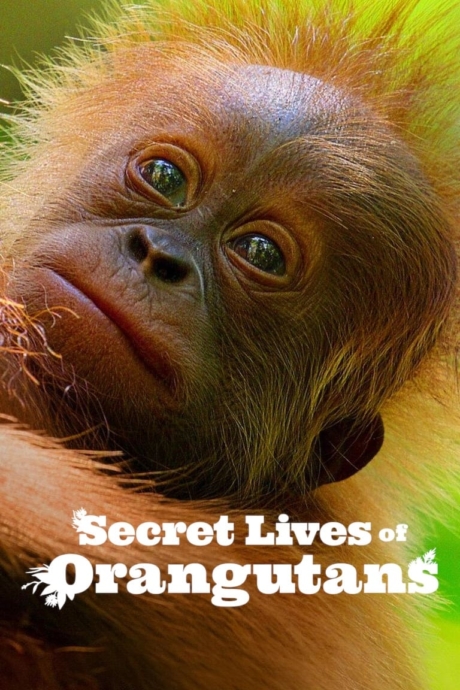 Secret Lives of Orangutans ชีวิตลับอุรังอุตัง (2024) ซับไทย